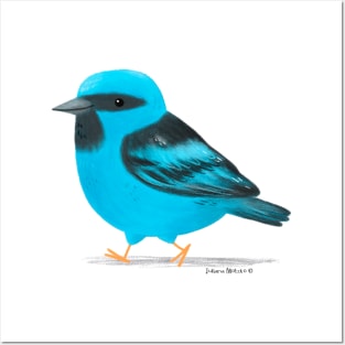 Blue Dacnis Bird Posters and Art